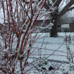 Colver paysagiste genvry noyon compiegne oise arbre et massif sous la neige