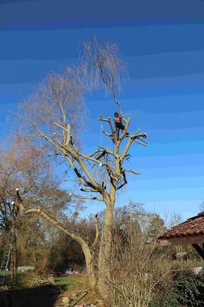 Colver paysagiste jardin élagage arbre abattage élagueur Noyon Compiègne