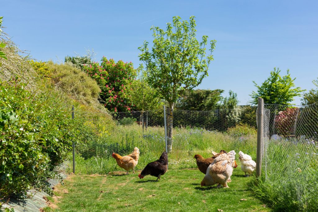 COLVER jardin faune poules ecologique ecoresponsable noyon compiegne