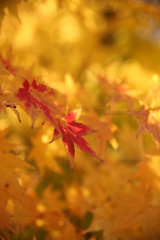 COLVER jardin paysagiste compiegne noyon feuillage automne