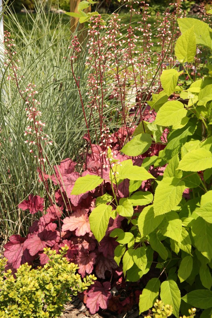 COLVER jardin paysagiste feuillage coloré