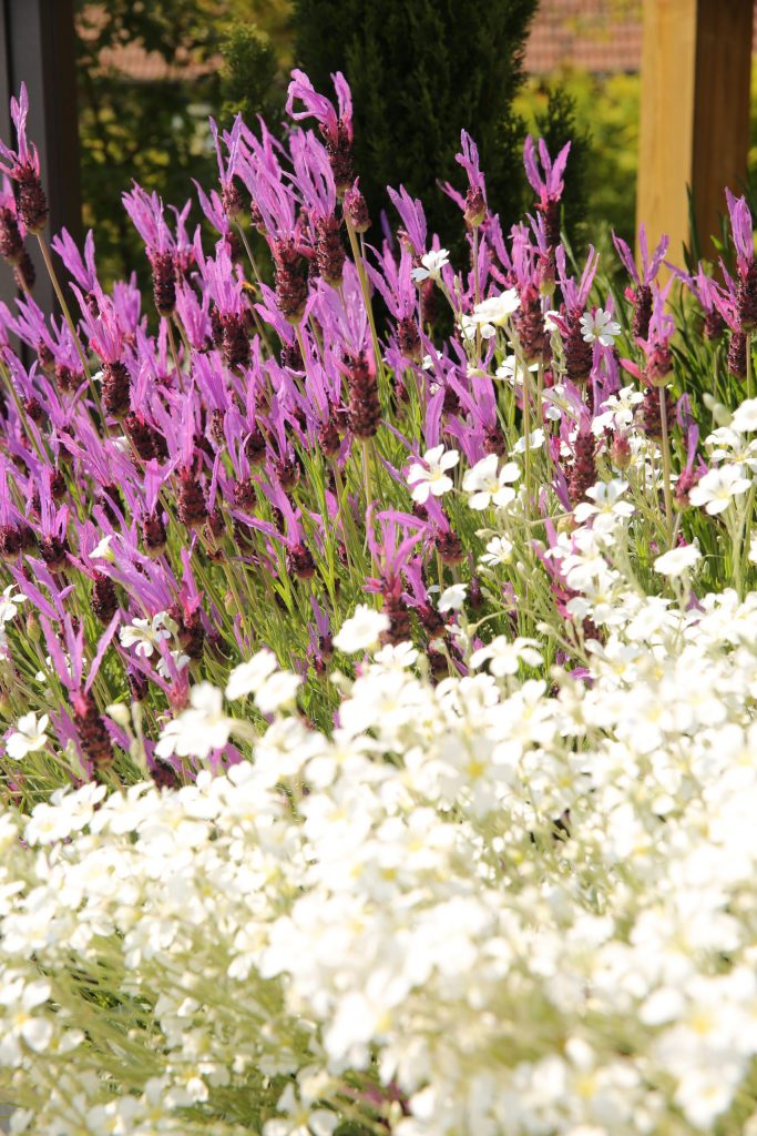 COLVER jardin paysagiste noyon compiegne palette vegetale fleur feuillage