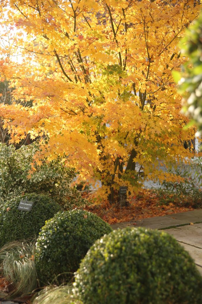 Colver createur jardin paysagiste oise compiegne plantation automne massif