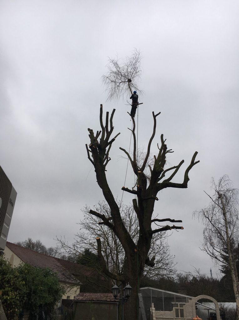 Colver créateur jardin paysagiste oise noyon compiègne abattage sécurité élagueur