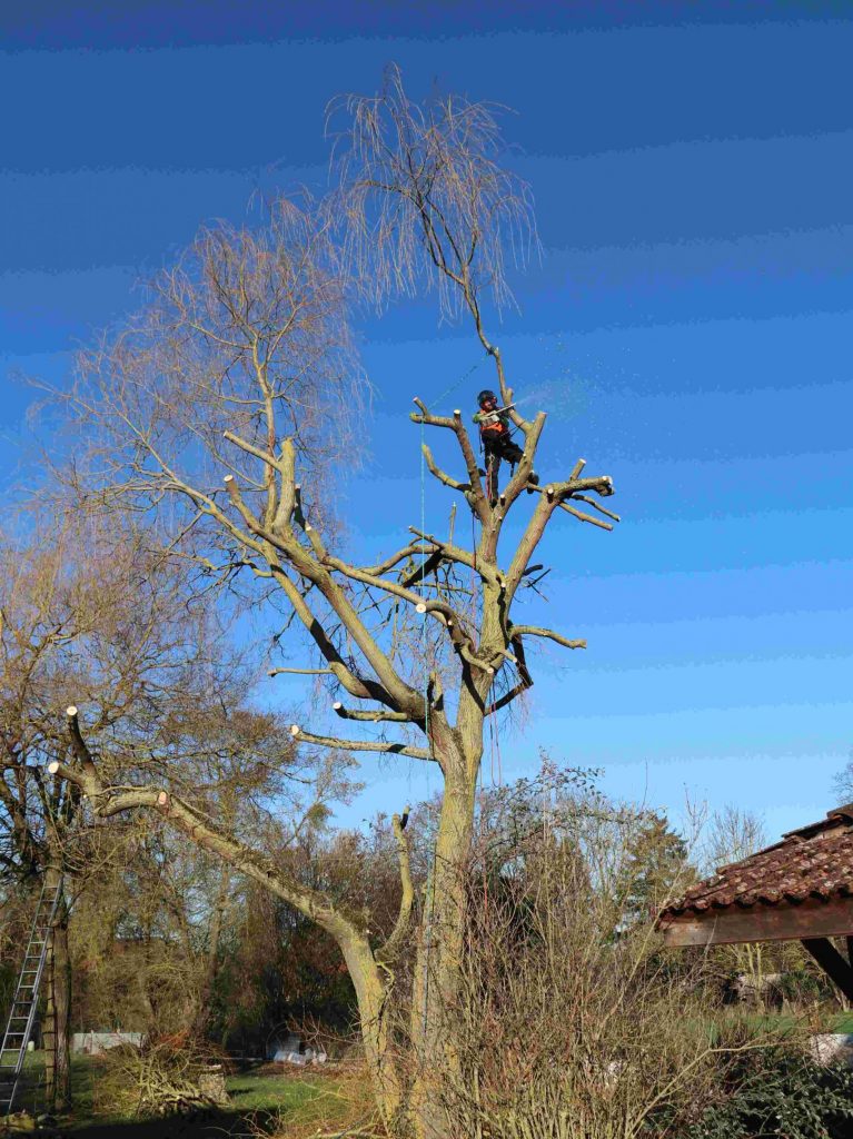 Colver créateur jardin paysagiste oise noyon compiègne élagage arbre risque abattage élagueur grimpeur
