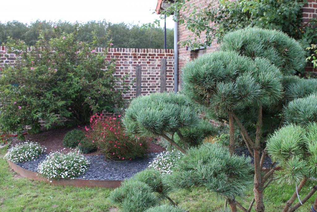 Colver créateur jardin paysagiste oise noyon compiègne aménagement massif arbuste graphique bordure corten paillage a