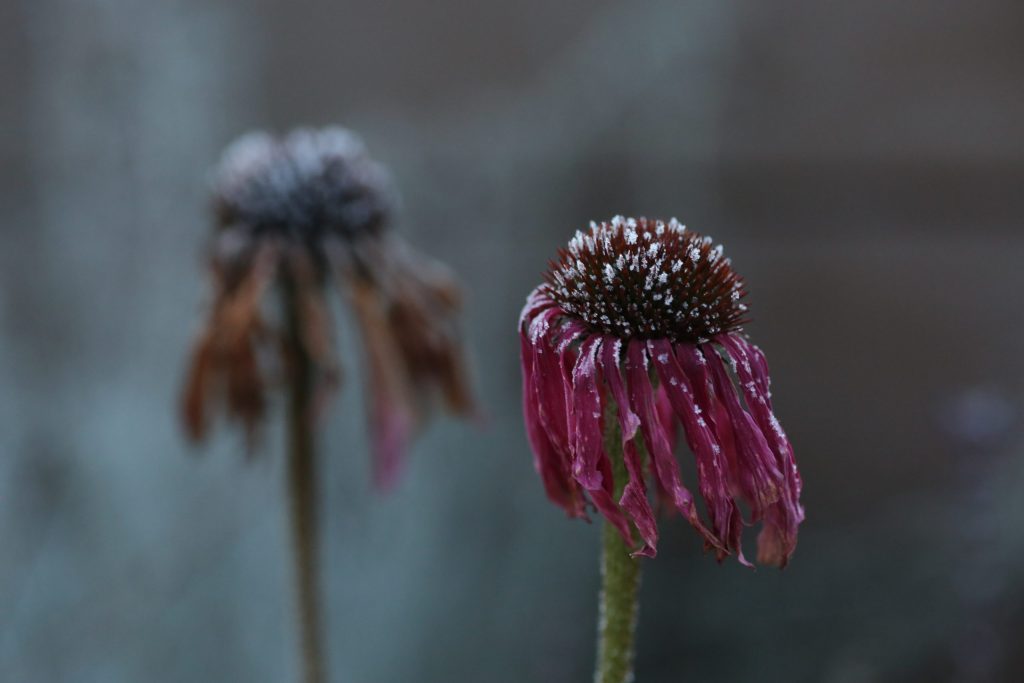 C5D_7582