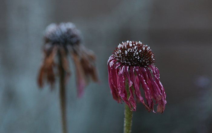 des végétaux fanés en raison du froid