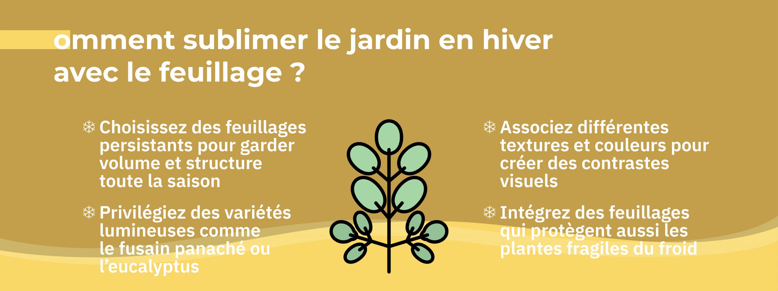 infographie détaillant les végétaux au feuillage persistant pour sublimer son jardin l’hiver
