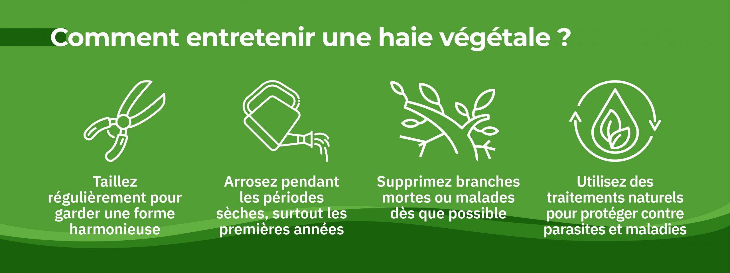 infographie détaillant comment entretenir une haie végétale