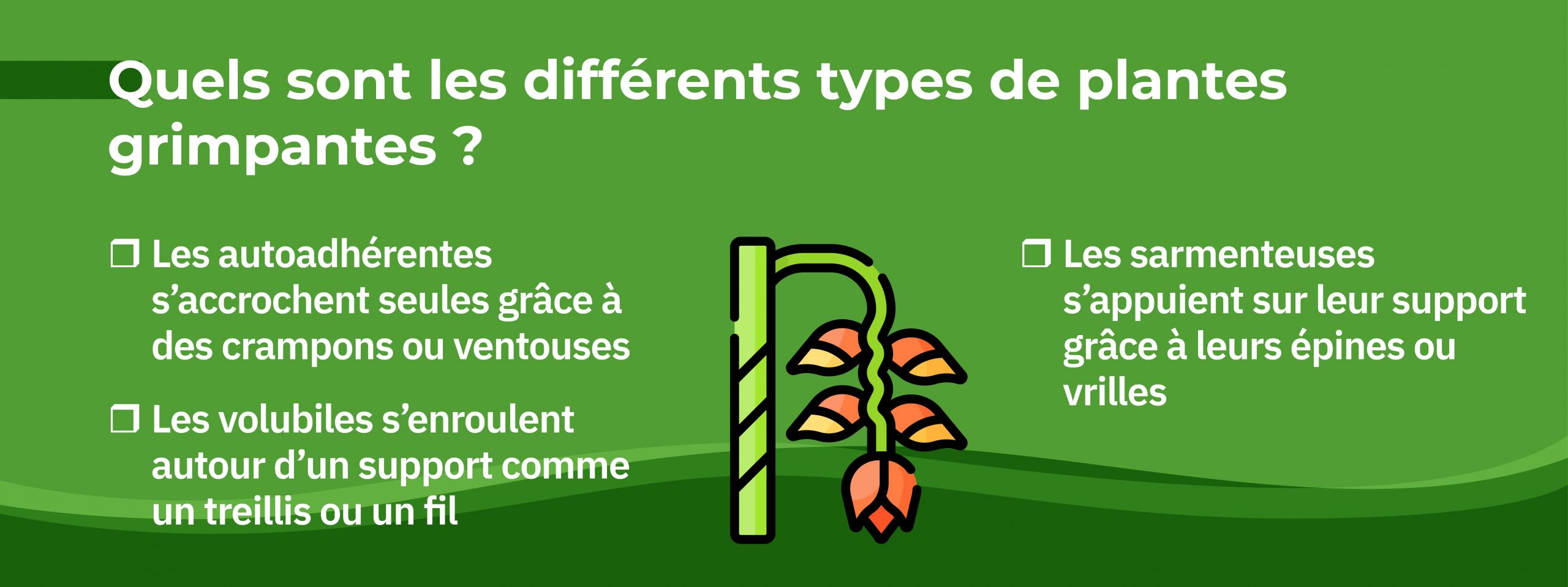 les 3 types de plantes grimpantes dans un jardin : autoadhérentes, volubiles et sarmenteuses