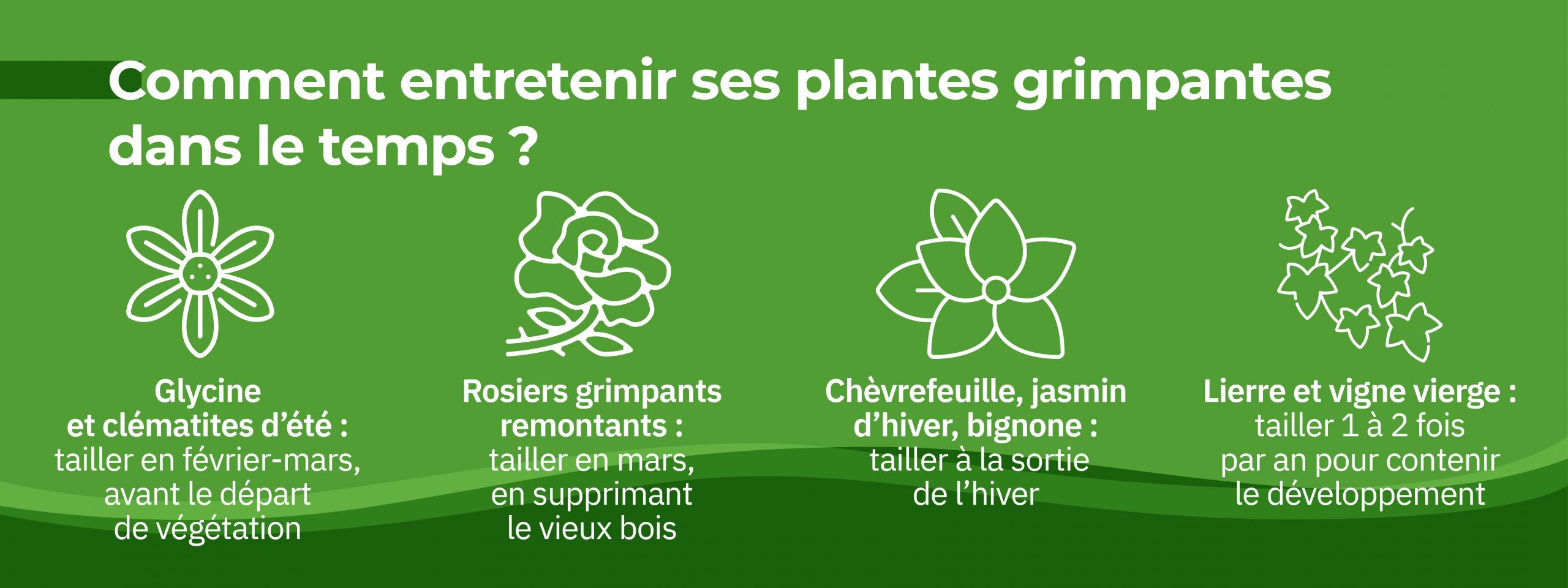 conseils pour entretenir ses plantes grimpantes : taille annuelle et palissage