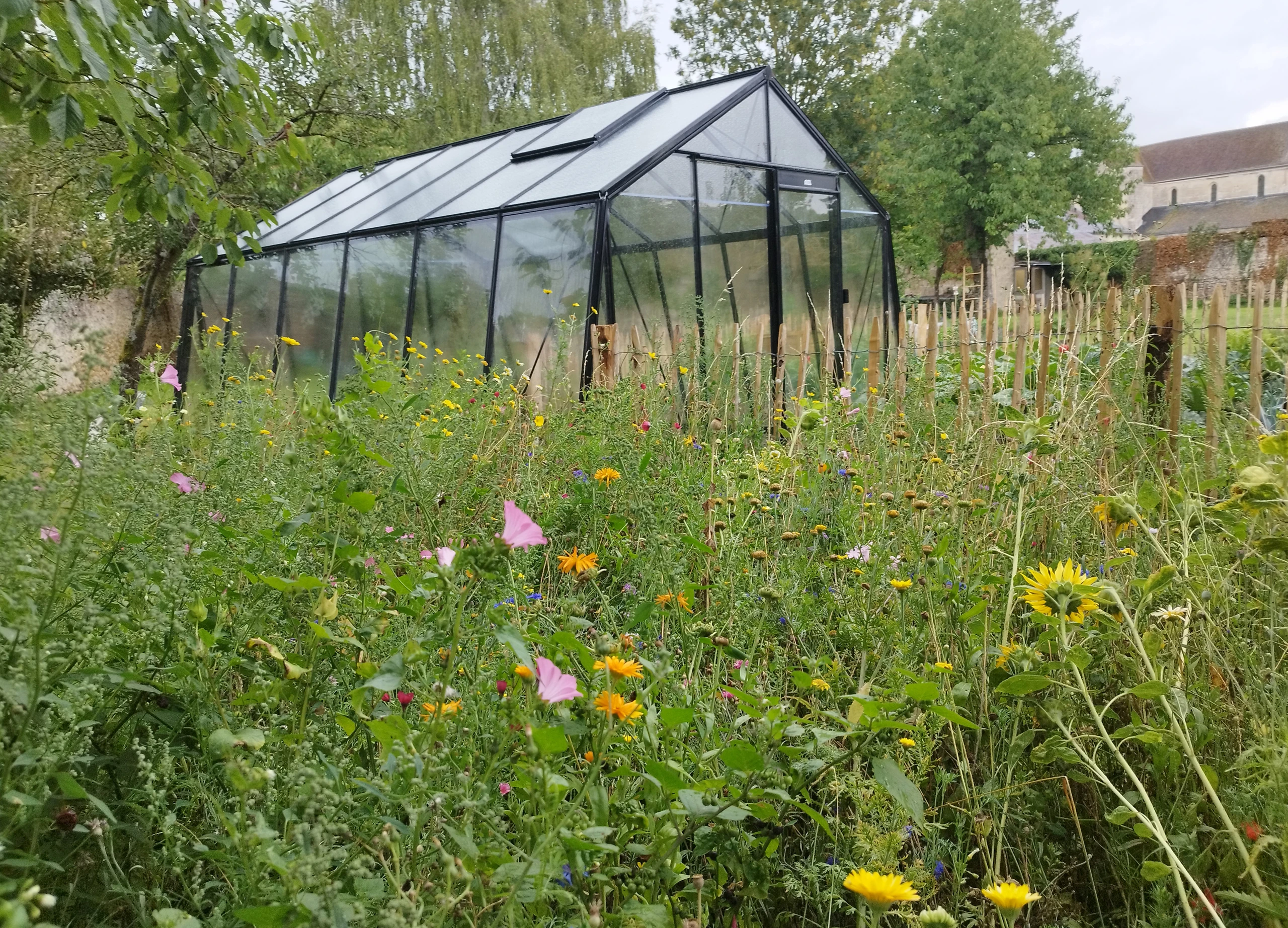 Mésange charbonnière et pinson perchés dans un érable japonais en automne — biodiversité jardin — Compiègne, Oise — Colver