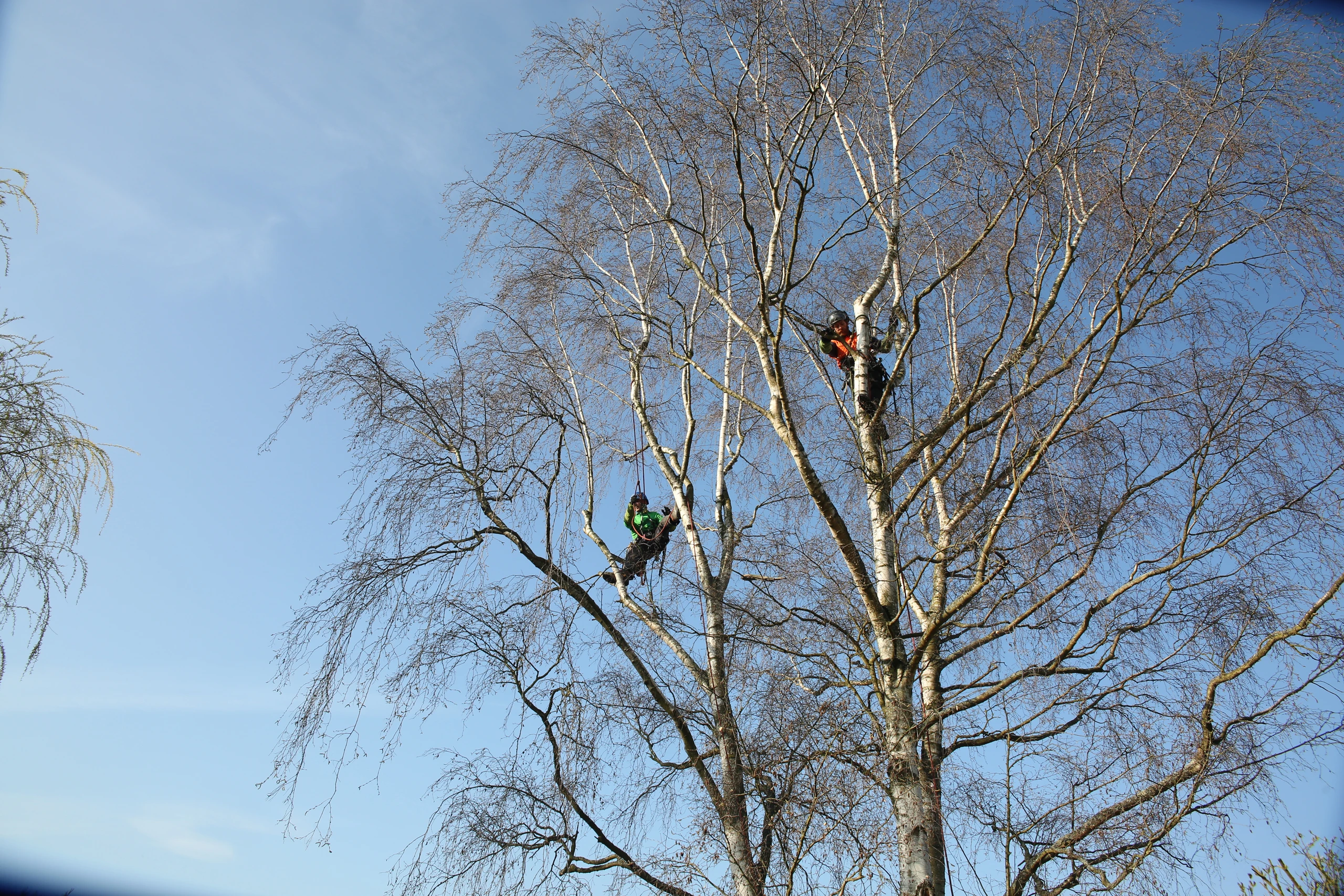 Grand arbre feuillu élagueur en cime dans un jardin paysagé — élagage arbre Noyon, Oise — Colver