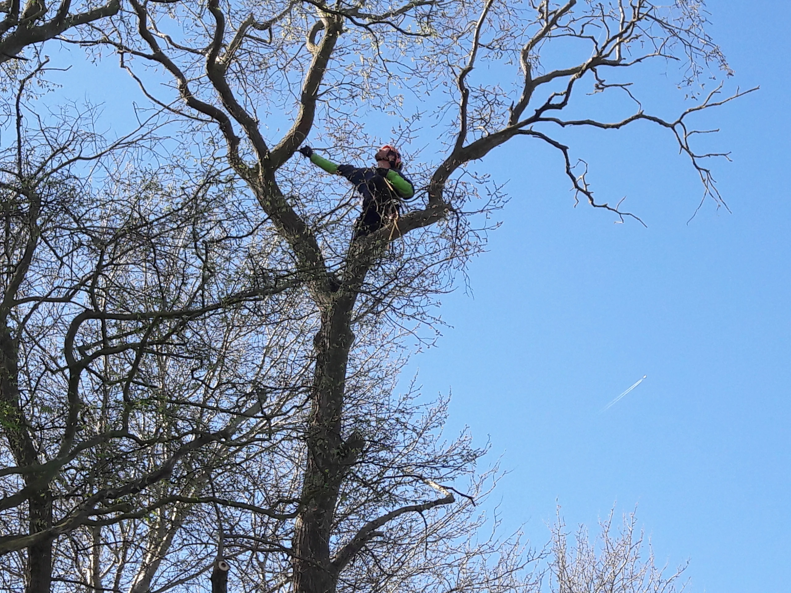 Élagueur grimpeur Colver positionné au sommet d'un grand arbre pour élagage en hauteur à Compiègne