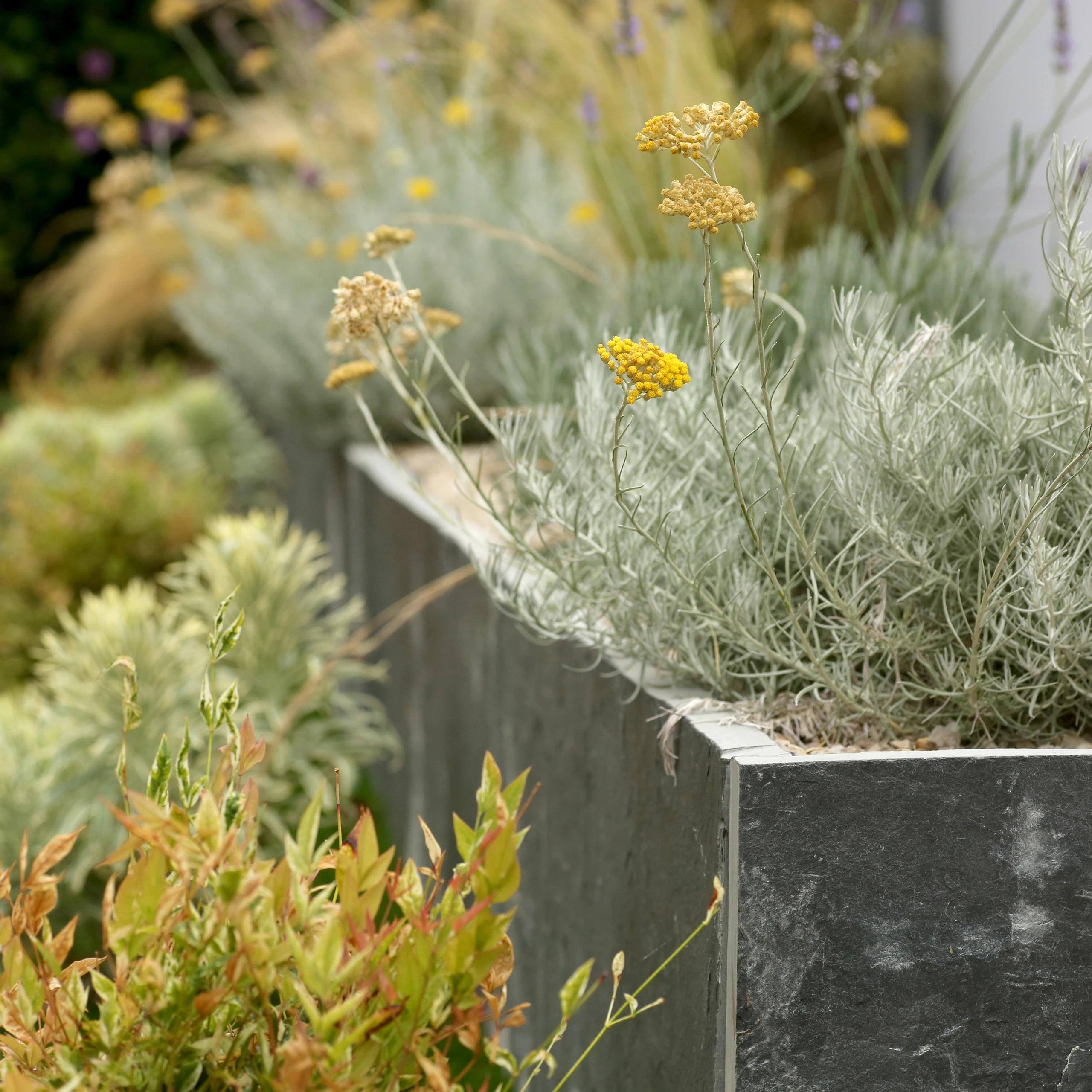 Bac en zinc avec hélichrysum argenté et vivaces couvre-sol dans un jardin sec — Saint-Quentin, Aisne — Colver