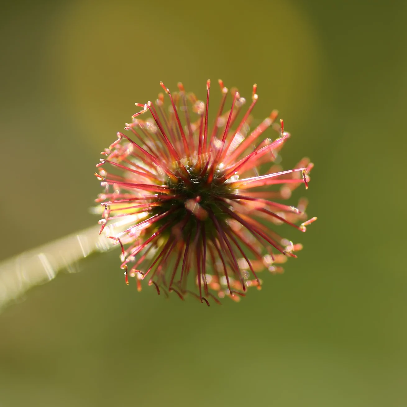 Gros plan sur une fleur de géum en prairie naturelle — jardin écologique — Colver, Oise