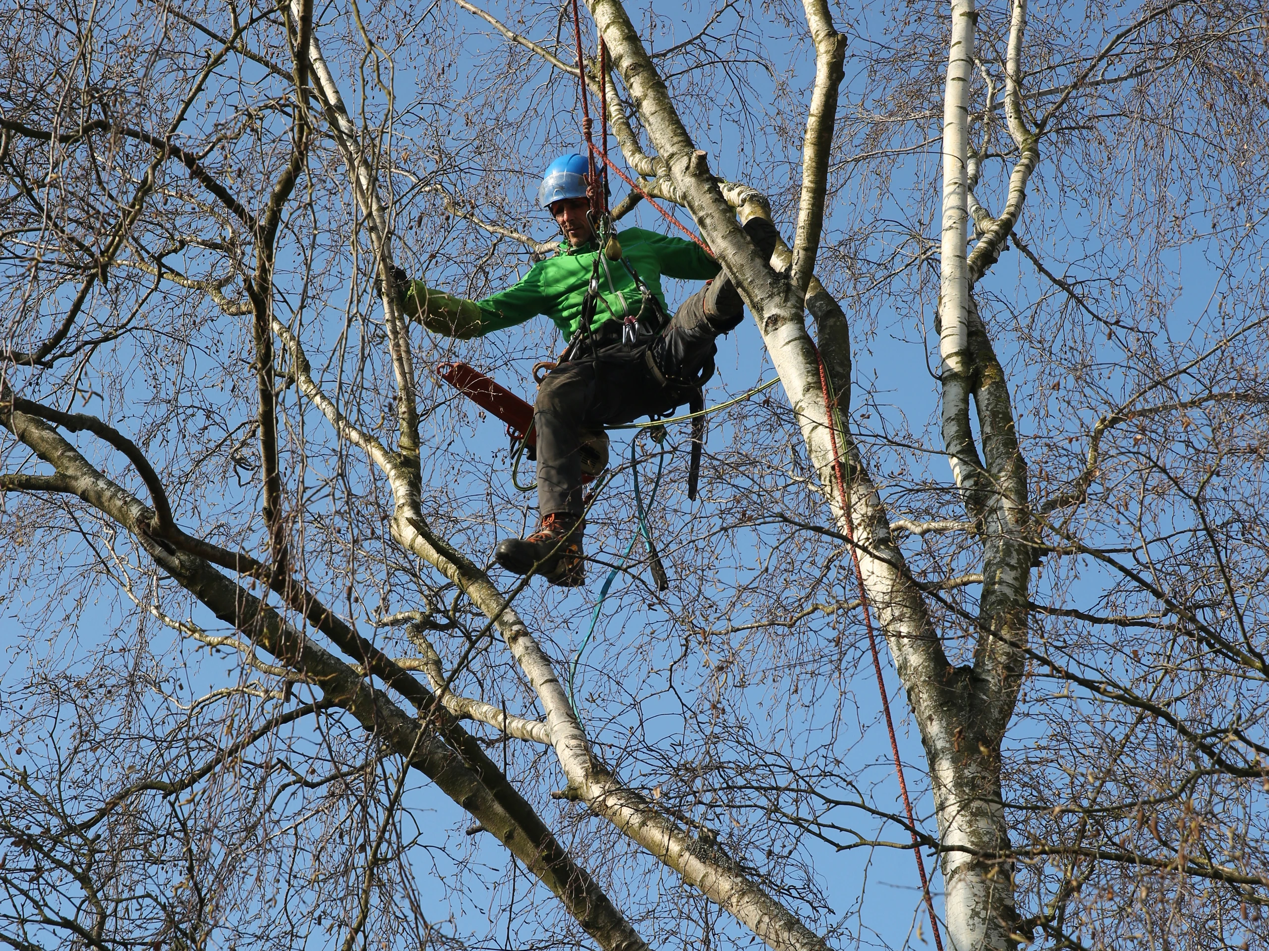 Branche de pommier avec fruits en cours de taille — élagage fruitier Saint-Quentin, Aisne — Colver