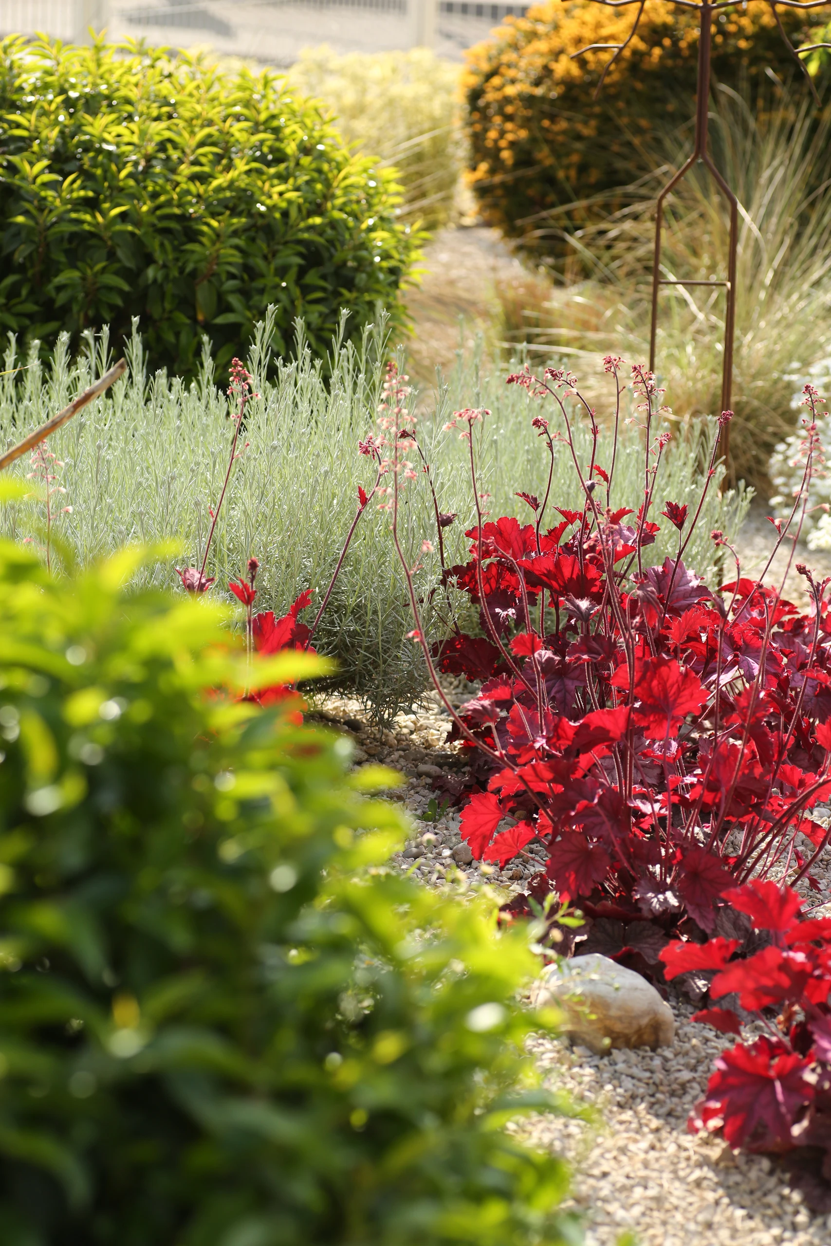 Massif de vivaces heuchera rouge et lavande sur gravier — jardin sec — Ribécourt-Dreslincourt, Oise — Colver