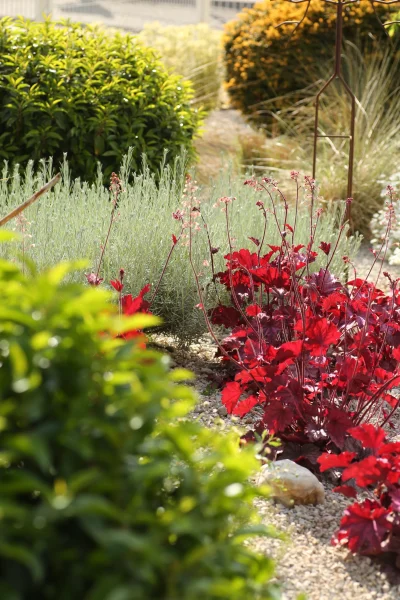 Massif de vivaces heuchera rouge et lavande sur gravier blanc — création jardin sec Colver
