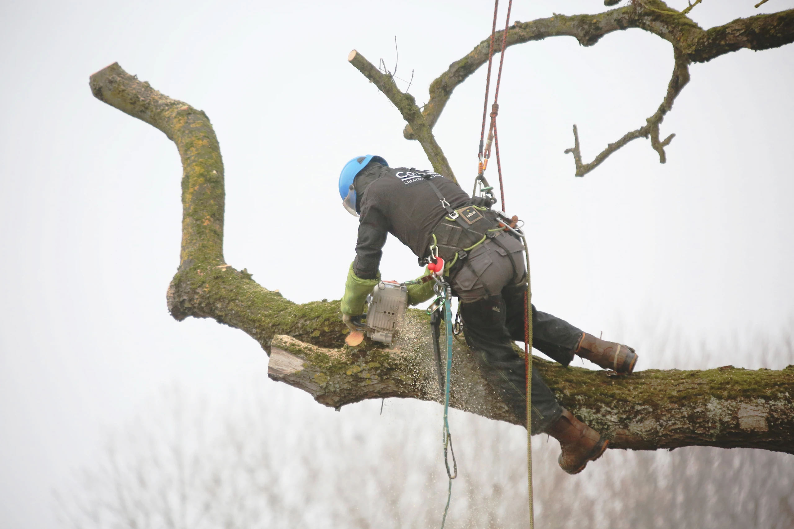 Élagueur Colver en harnais découpant une grosse branche à la tronçonneuse — Noyon, Oise