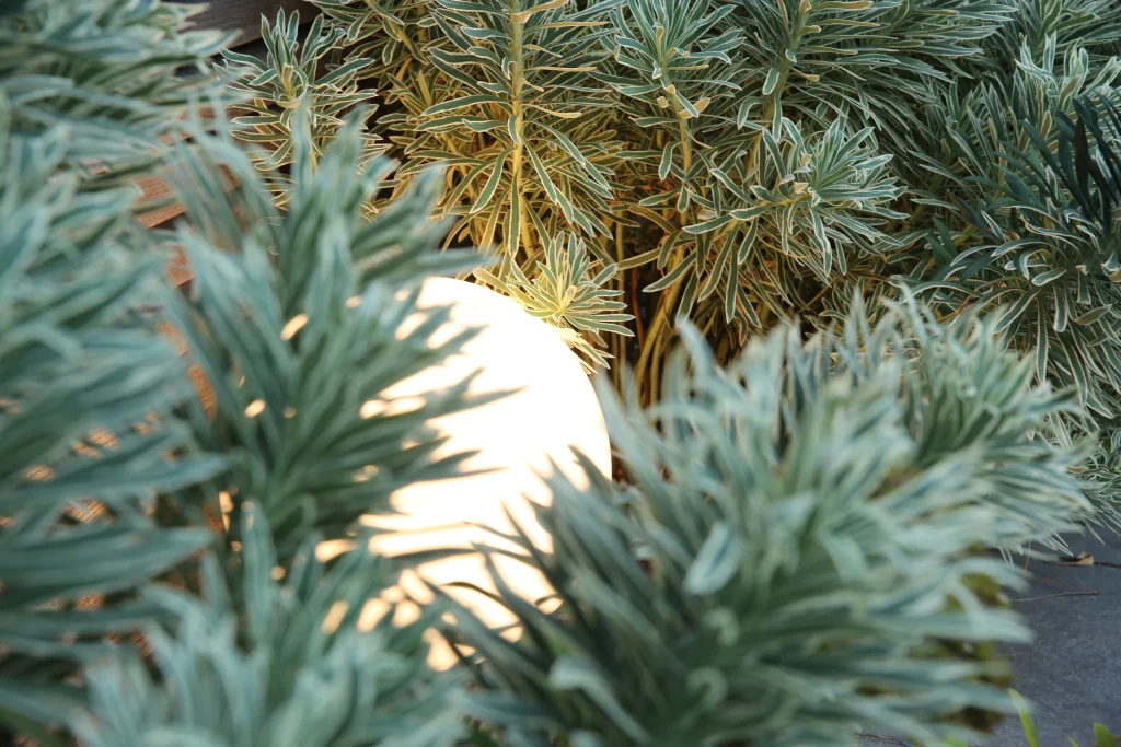 Borne lumineuse boule encastrée dans un massif d'euphorbes — éclairage extérieur jardin Colver
