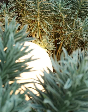 Borne lumineuse boule encastrée dans un massif d'euphorbes — éclairage extérieur jardin Colver