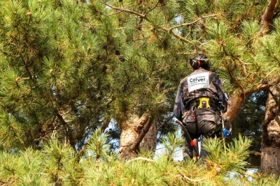 Élagueur Colver en harnais de sécurité intervenant dans un pin — élagage arbre Oise
