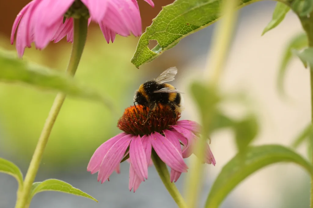Bourdon butinant une échinacée rose — jardin favorable aux pollinisateurs — Compiègne, Oise — Colver