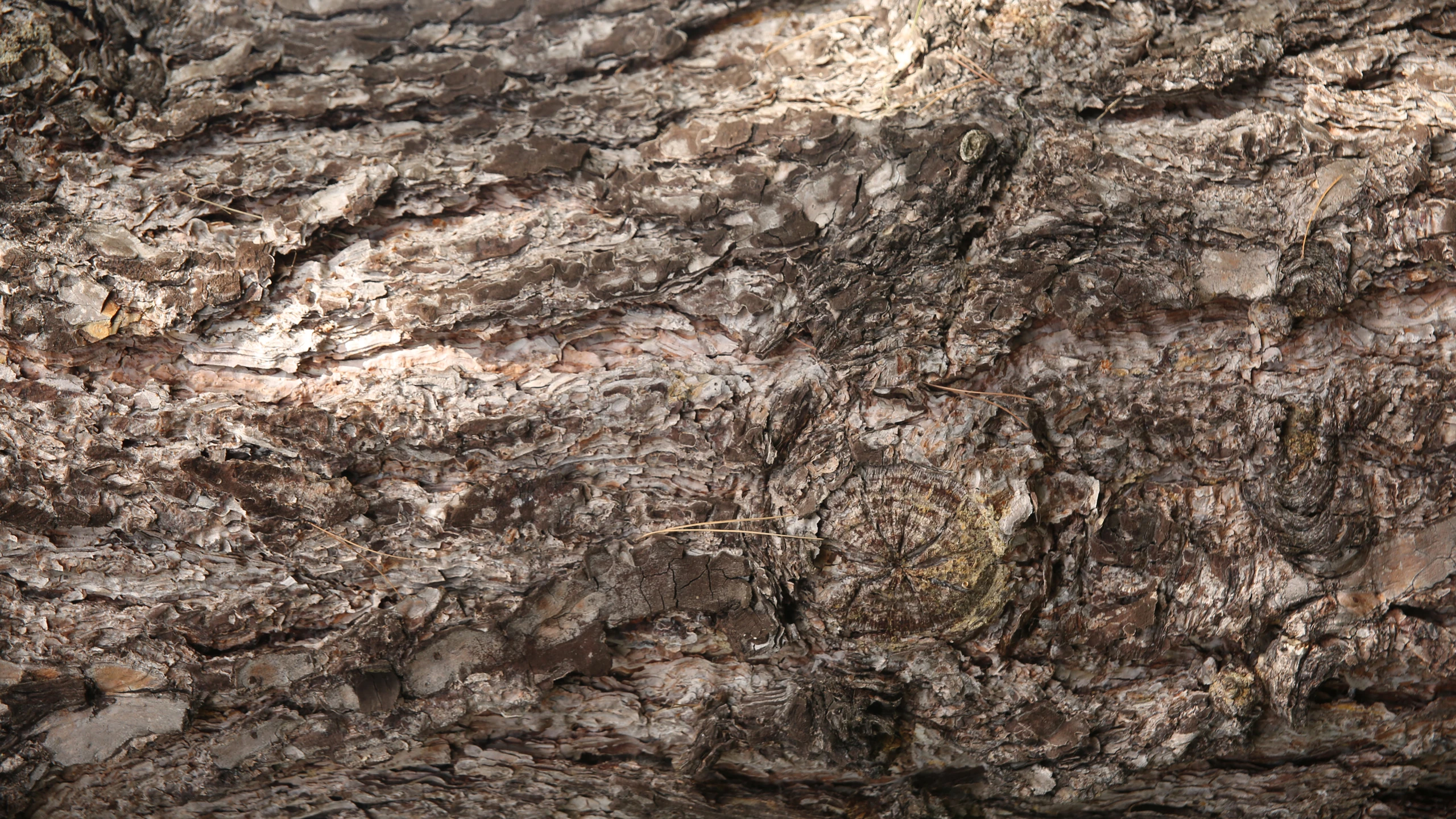Détail d'écorce d'arbre dépérissant présentant des signes de maladie justifiant un abattage à Ham — Colver