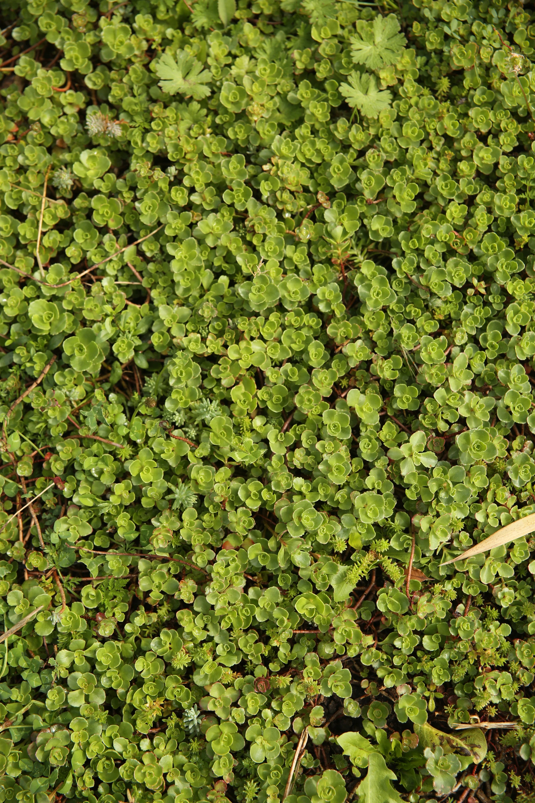 Arrosage par ollas enterré dans un massif paillé aux copeaux de bois — jardinage économe en eau — Roye, Somme — Colver