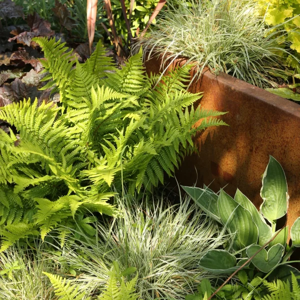 Massif de fougères, graminées et hostas autour d'un bac en acier Corten — création jardin Colver