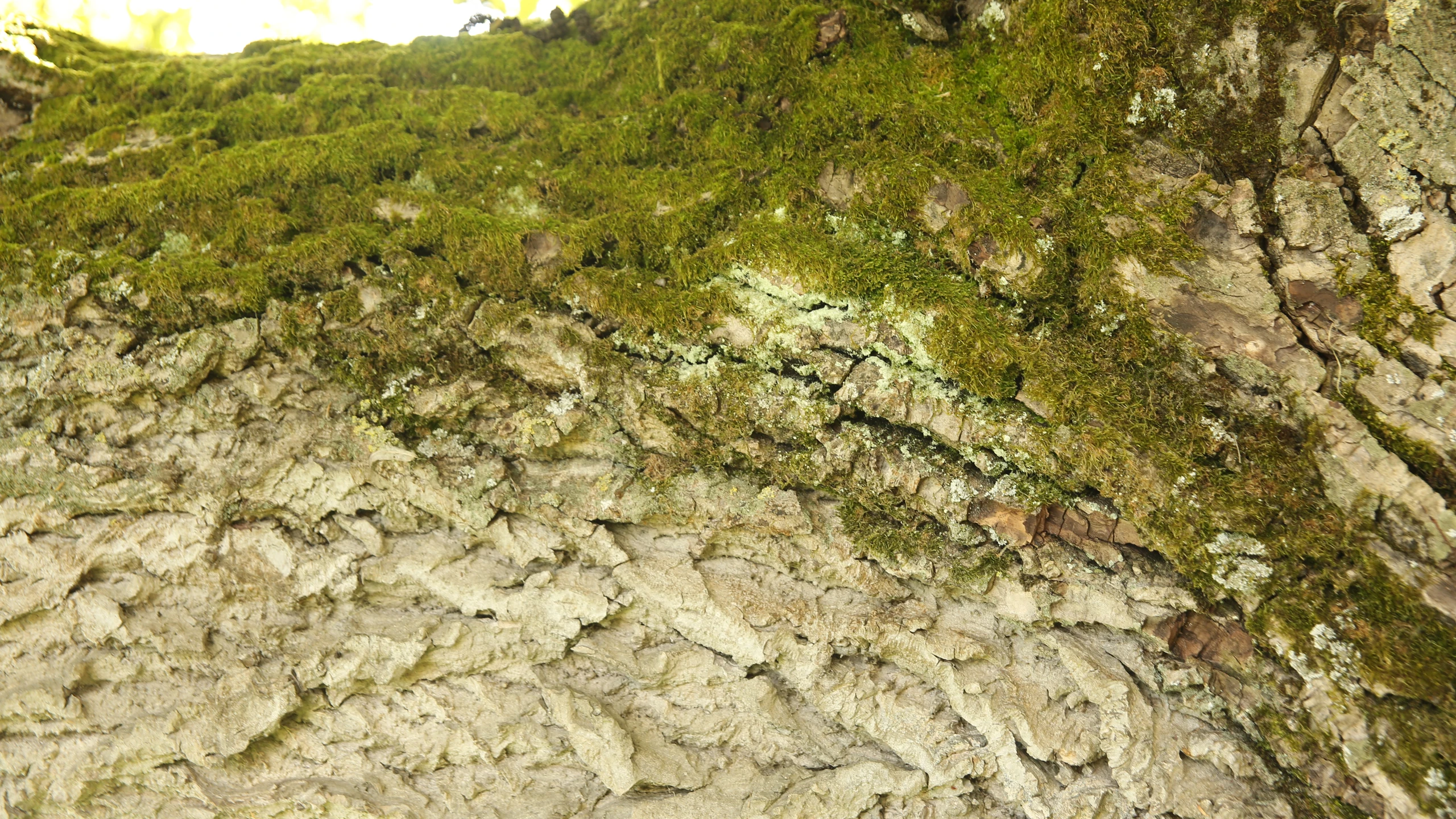 Écorce couverte de mousse et lichen sur tronc ancien, diagnostic état sanitaire arbre à Roye — Colver