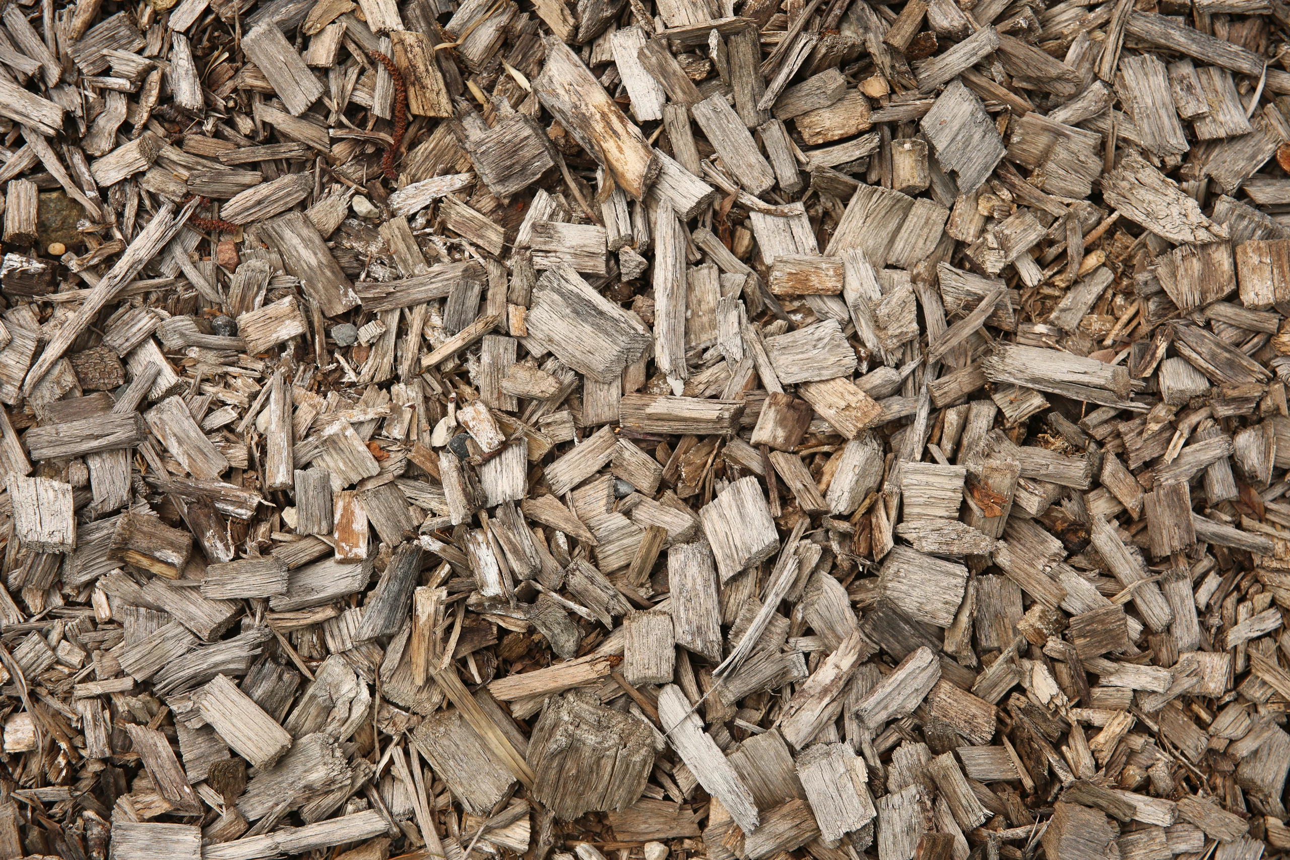 Détail paillage copeaux bois naturel pour massifs — Soissons, Aisne