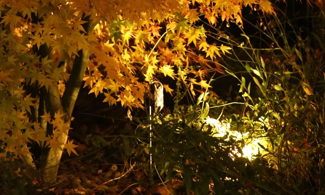 Projecteur LED au pied d'un érable japonais aux couleurs d'automne, mise en lumière végétale à Chauny — Colver