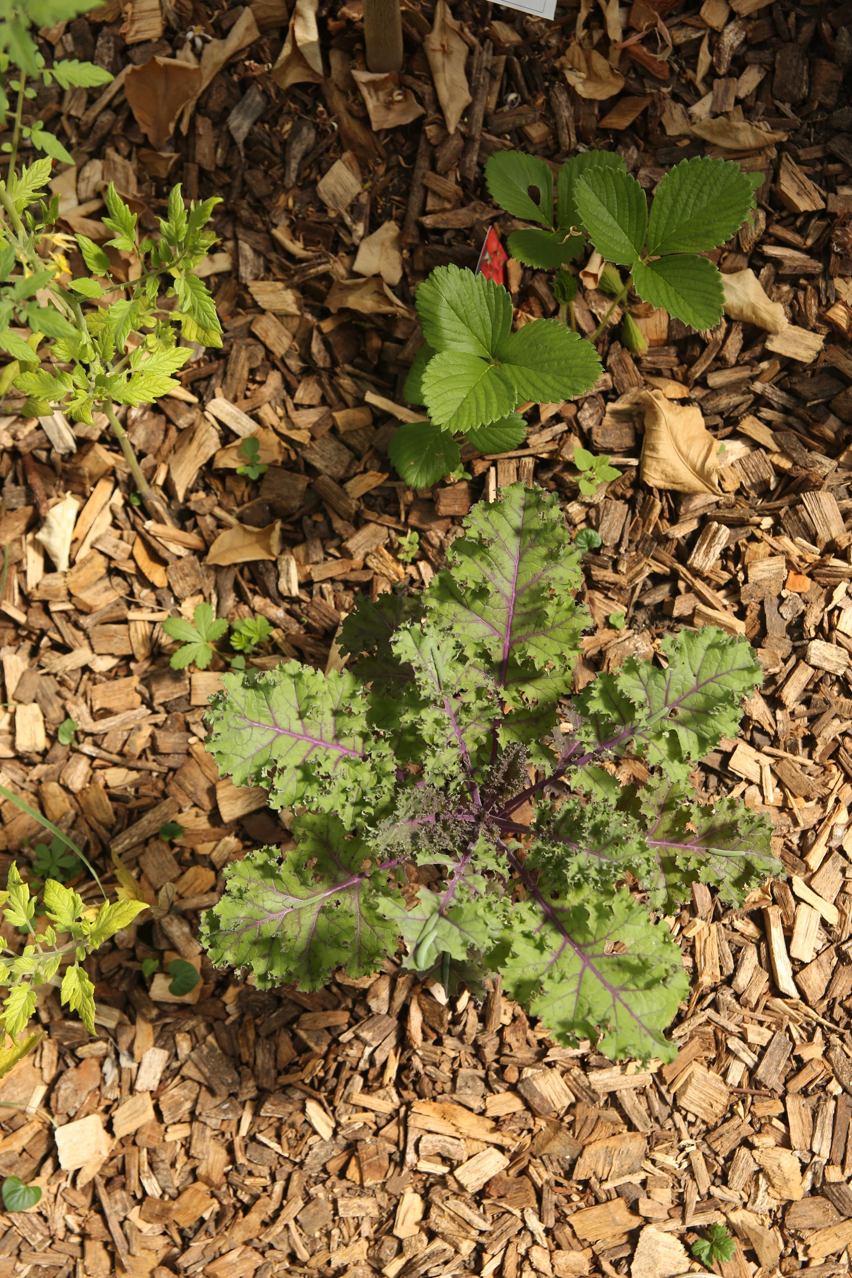 Tapis de sedum couvre-sol dense en jardin écologique sans arrosage — Lacroix-Saint-Ouen, Oise — Colver