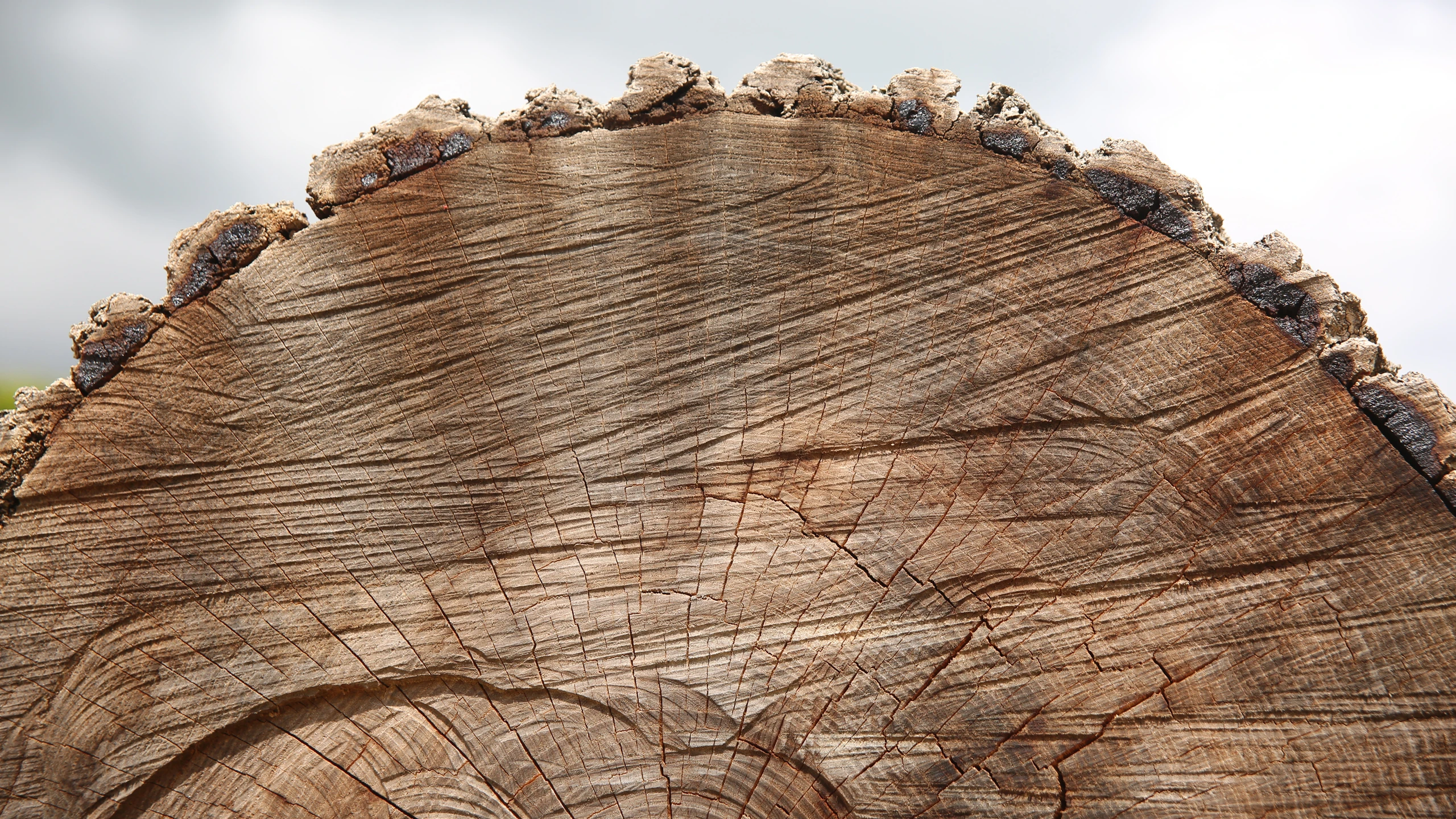 Section de tronc abattu révélant les cernes annuels, réalisation Colver abattage arbre à Chauny