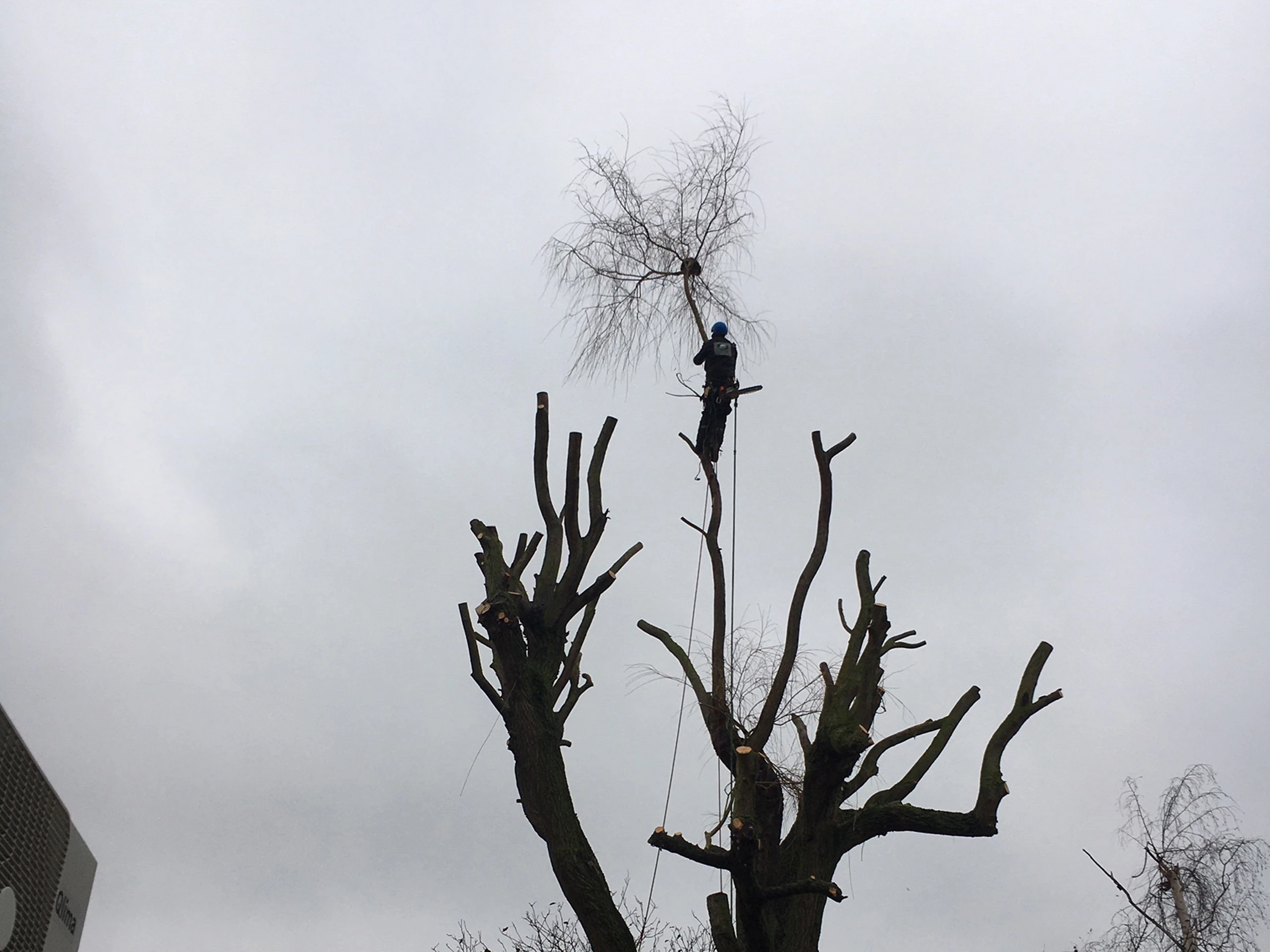 Élagueur Colver procédant au démontage par sections d'un grand arbre en milieu contraint à Margny-lès-Compiègne