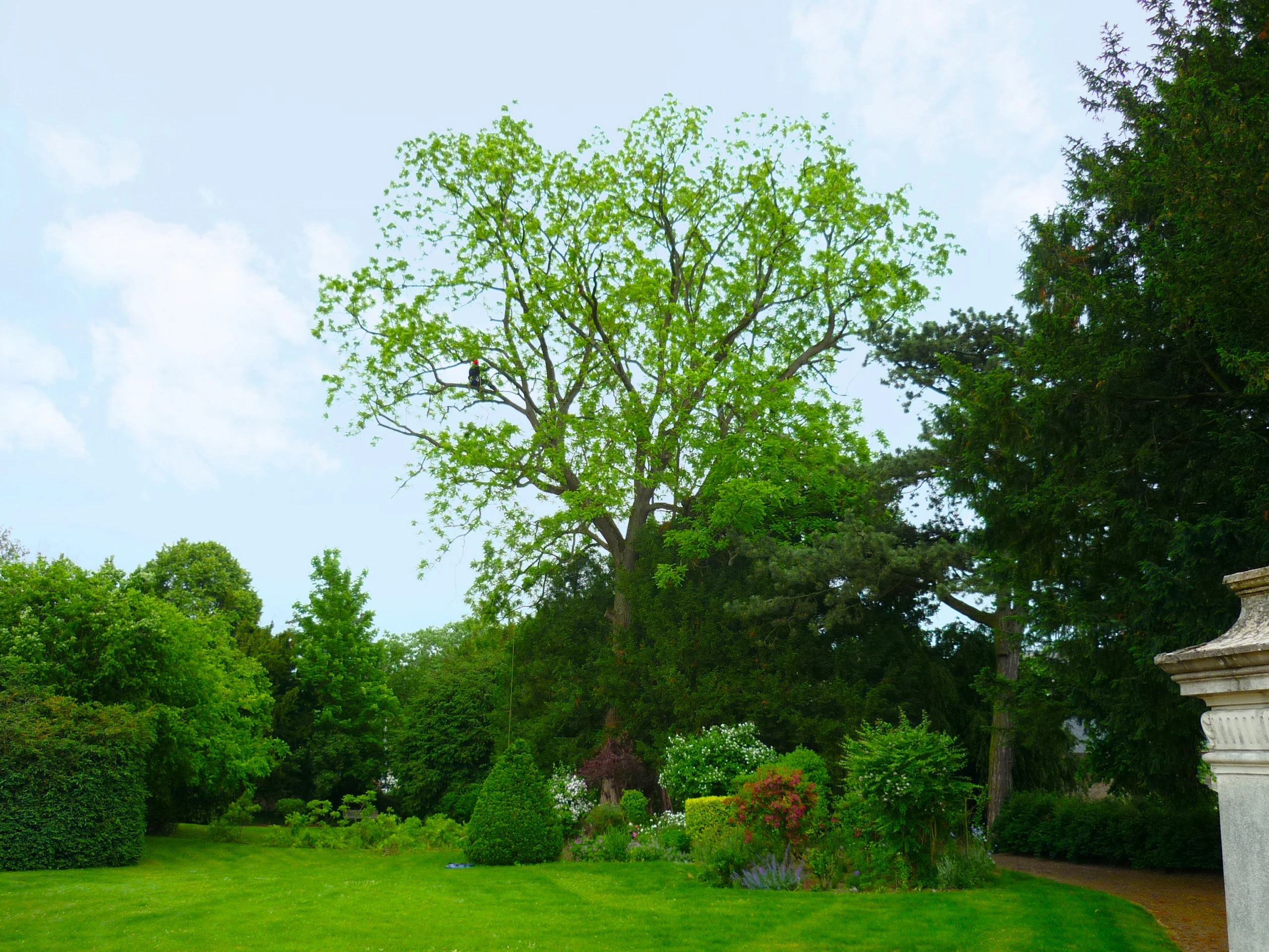 Élagueur Colver avec tronçonneuse en sécurité dans un conifère — élagage arbre Roye, Somme