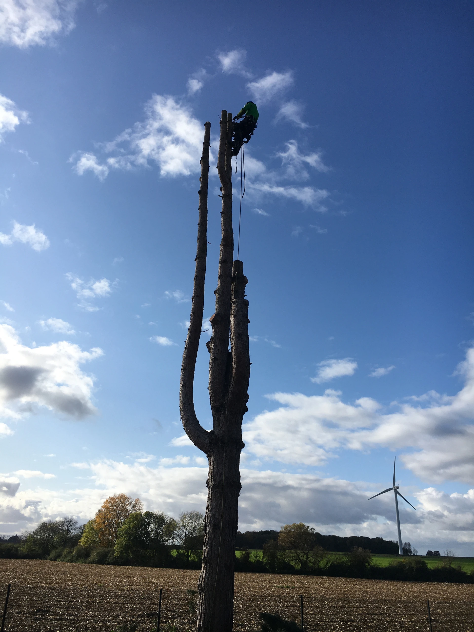 Élagueur grimpeur Colver en silhouette au sommet d'un grand arbre dépourillé, abattage en campagne à Thourotte