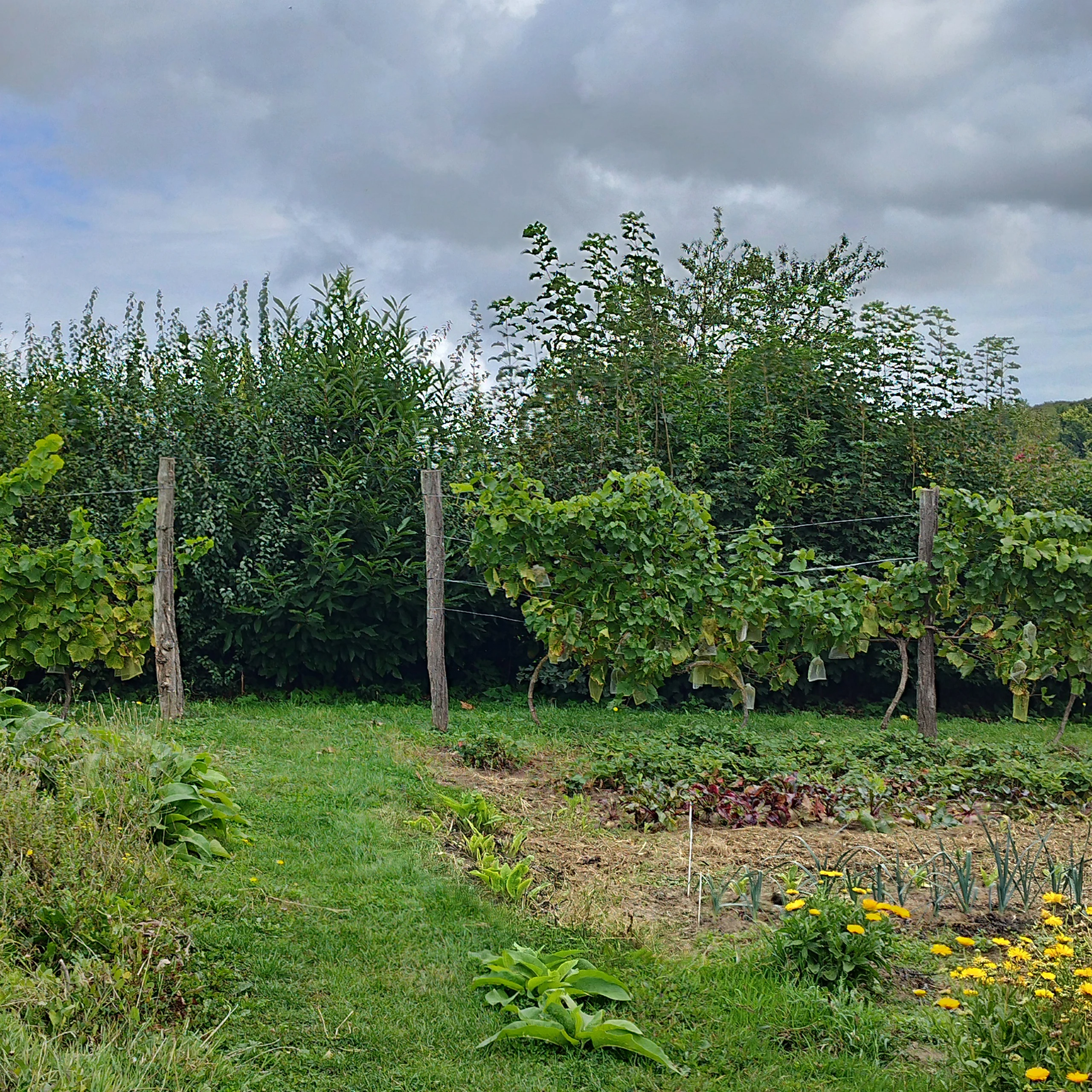 Bourdon butinant une échinacée rose — jardin favorable aux pollinisateurs — Margny-lès-Compiègne, Oise — Colver