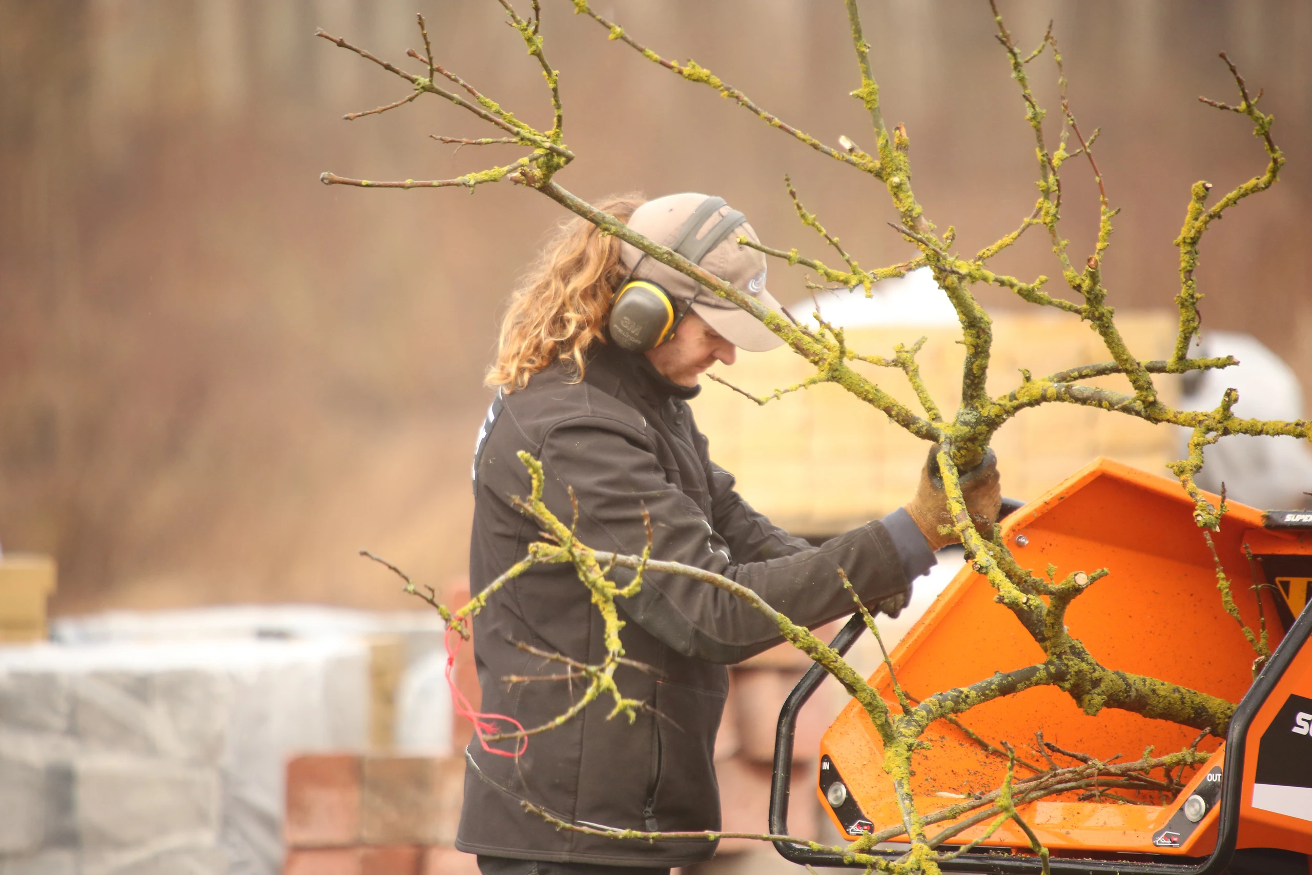 Gros plan feuilles d'érable vert après taille — soin arbre Thourotte, Oise — Colver paysagiste