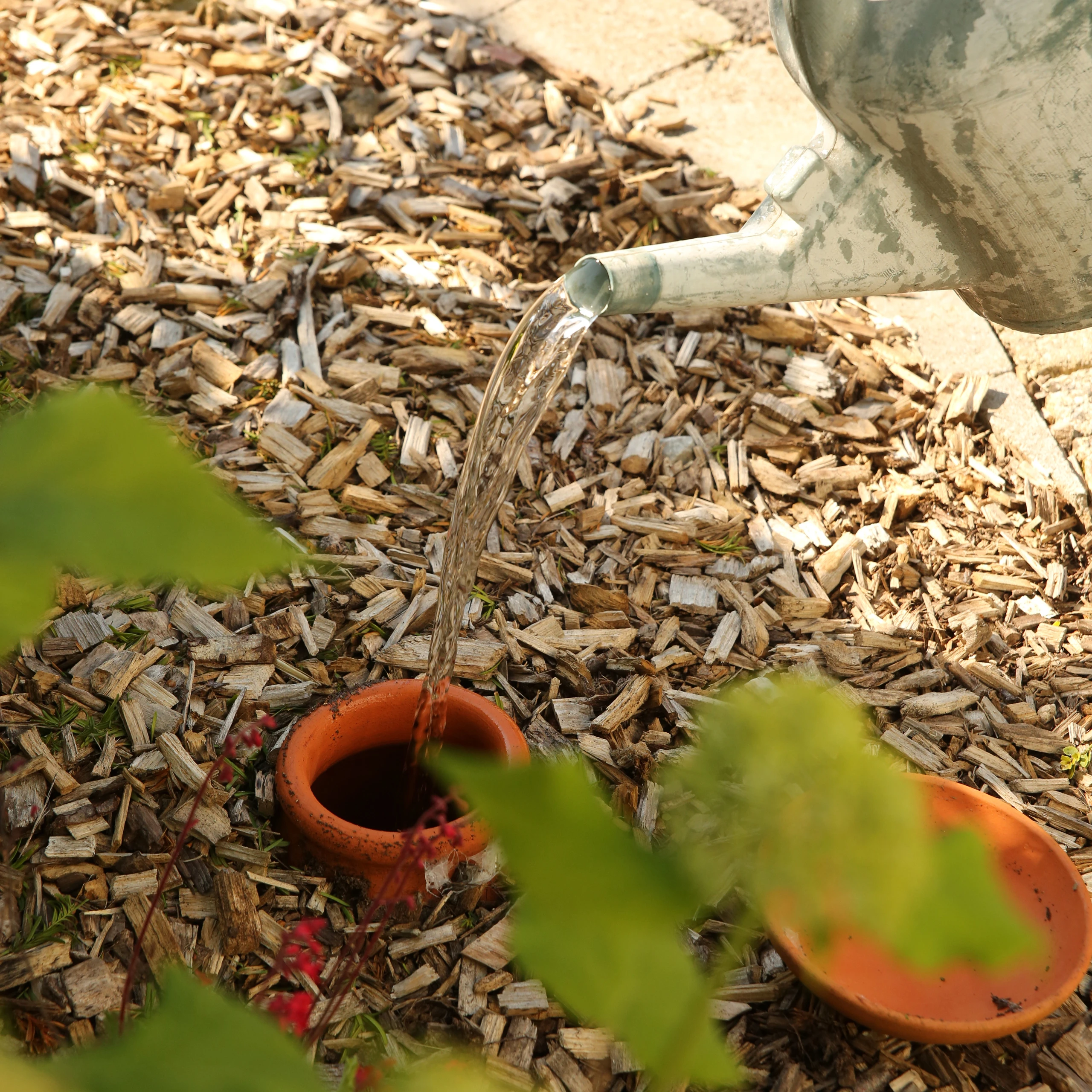 Jardin potager en permaculture avec vigne palissée et haie fruitière — Thourotte, Oise — Colver