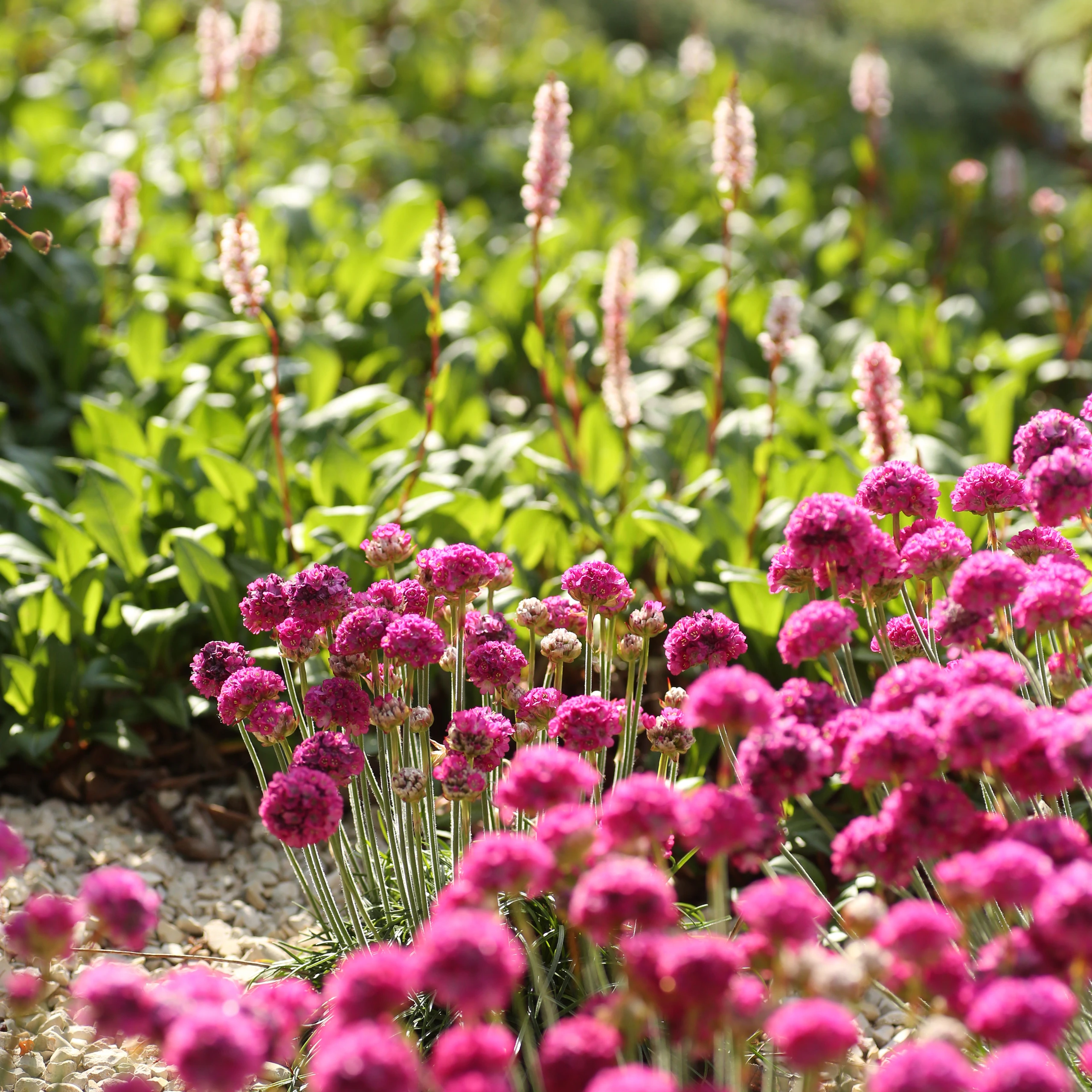 Massif d'armérias roses et persicaires sur gravier — plantation de vivaces — Margny-lès-Compiègne, Oise — Colver