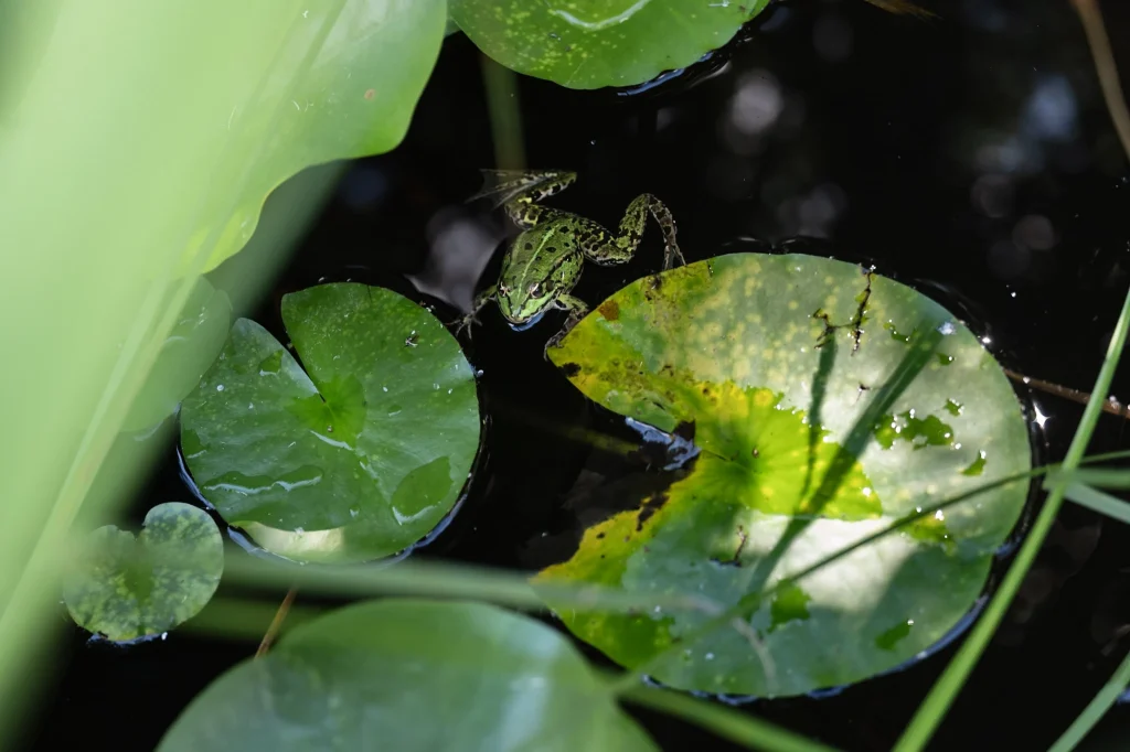 Éclairage nocturne sur un arbre aux feuilles panachées dans un jardin — Colver, Oise