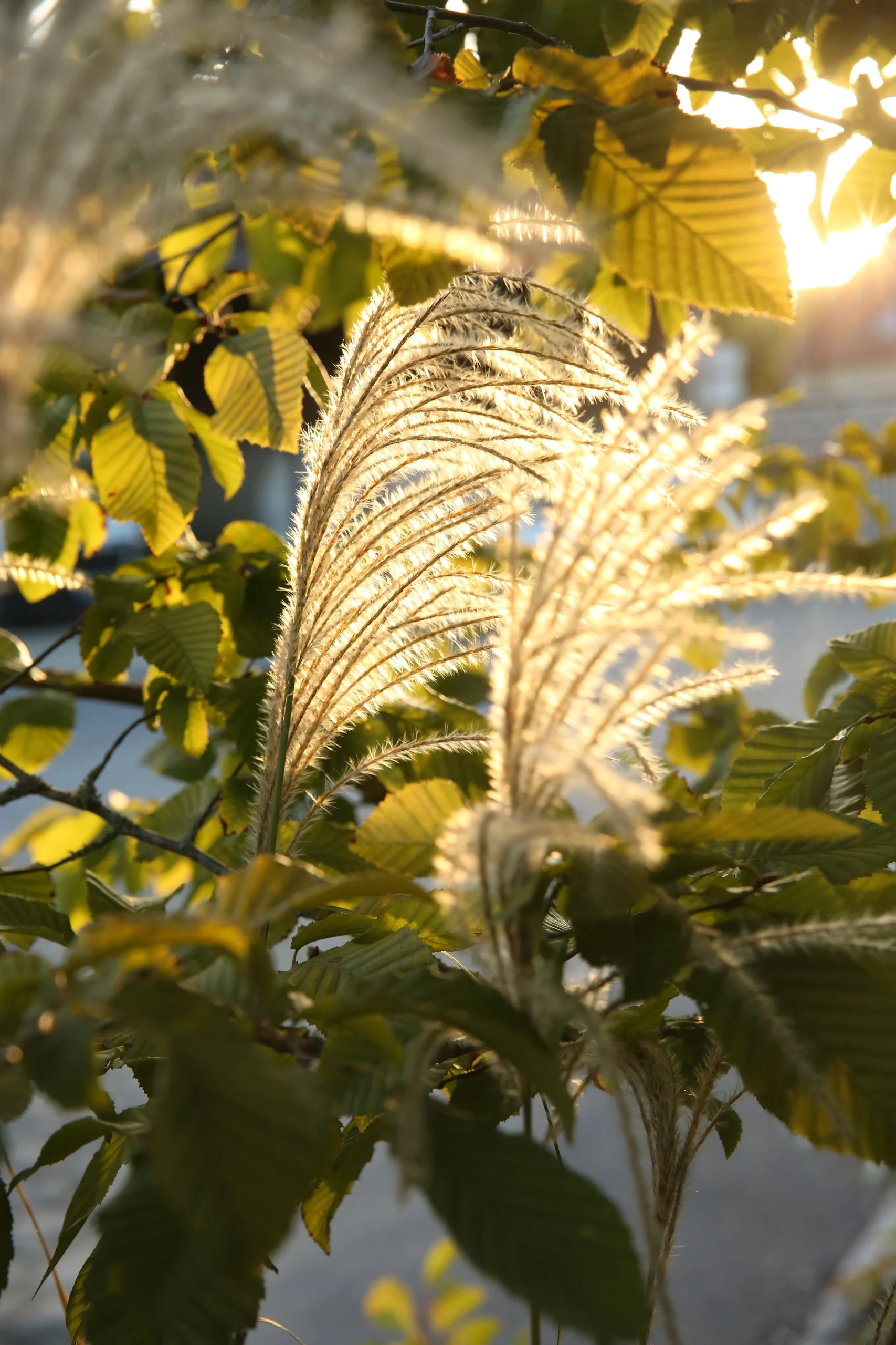 Épis de miscanthus en contre-jour au soleil couchant — graminée ornementale jardin Colver