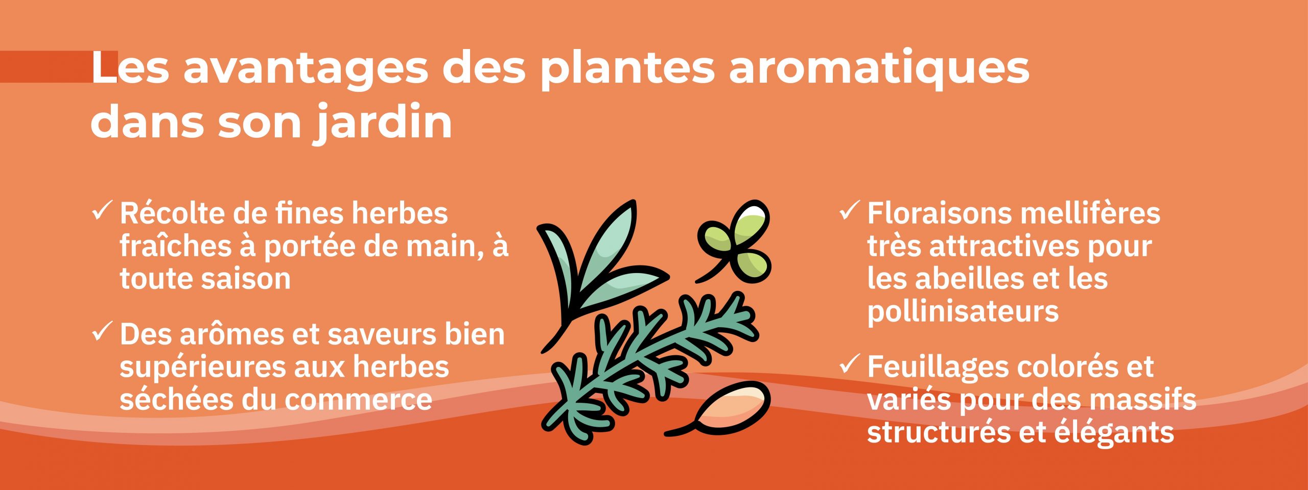 avantages cultiver plants aromatiques dans son jardin arômes couleurs senteurs biodiversité