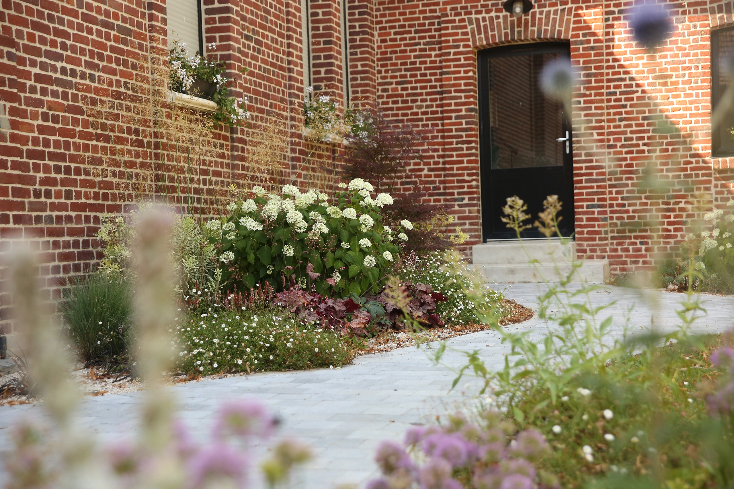 Cour pavée en pierre bleue avec massif d'hortensias blancs, heucheras bordeaux et graminées devant maison en briques — Noyon, Oise — Colver