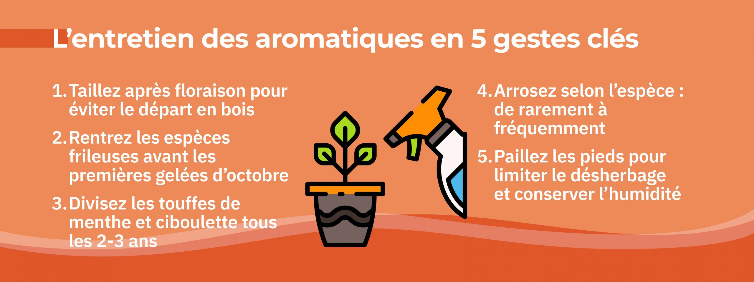 astuces entretien aromatiques taille hivernage division arrosage paillage