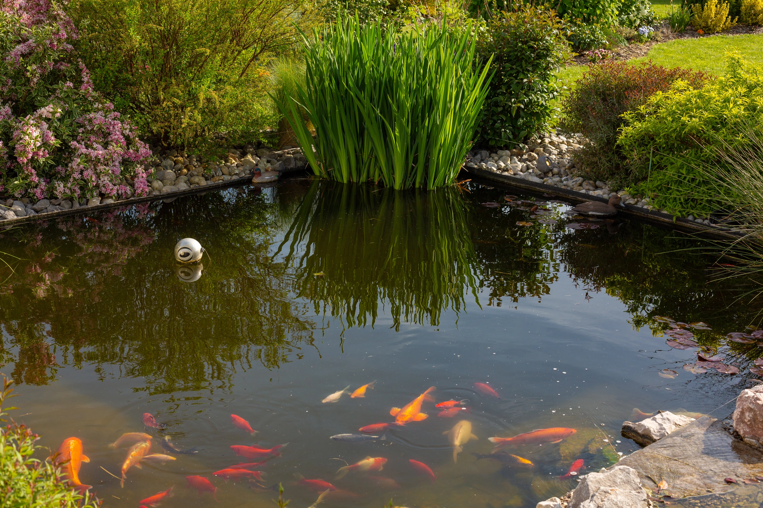 Bassin ornemental à koïs avec iris aquatiques, massif fleuri rose, berge en galets et boule décorative flottante — Venette, Oise — Colver